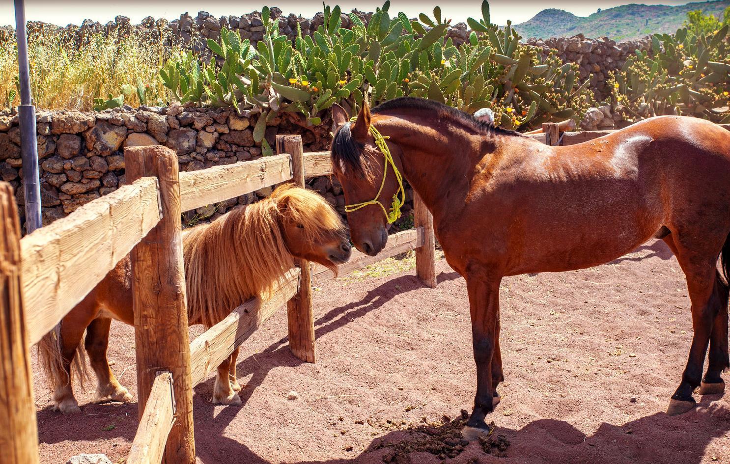 La Casona Del Patio Otel Santiago del Teide Dış mekan fotoğraf